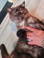 Roy britse kortehaar kater zoekt een gouden huis, Dieren en Toebehoren, Kater, Ontwormd, 0 tot 2 jaar