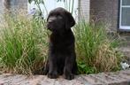 Prachtige Chocolade bruine Labrador pup met stamboom !, CDV (hondenziekte), 8 tot 15 weken, Labrador retriever, Meerdere