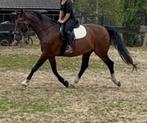 Kwpn rij/tuigpaard en veulens te koop, 0 tot 2 jaar, Hengst, A pony (tot 1.17m), Onbeleerd