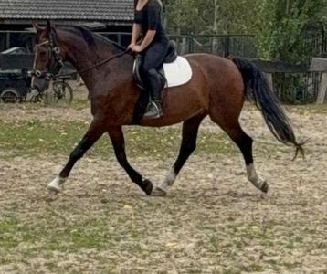 Kwpn rij/tuigpaard en veulens te koop beschikbaar voor biedingen