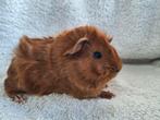 Jonge cavia's, Dieren en Toebehoren, Knaagdieren, Cavia, Vrouwelijk, Tam, September