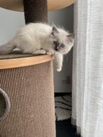 Ragdoll kittens met stamboom mogen VERHUIZEN, Dieren en Toebehoren, Katten en Kittens | Raskatten | Langhaar, Meerdere dieren