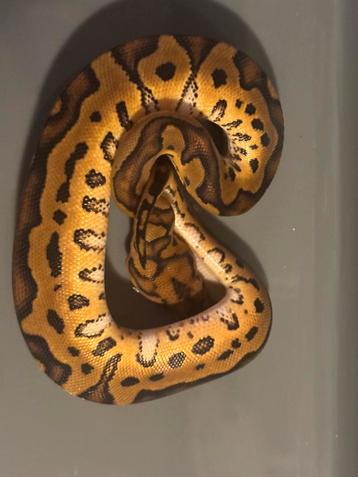 Nk 25. Python regius 0.1 beschikbaar voor biedingen