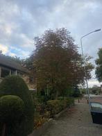 +- 1m3 kastanje in 30cm stamdelen, Tuin en Terras, Haardhout, Minder dan 3 m³, Ophalen, Overige houtsoorten, Blokken