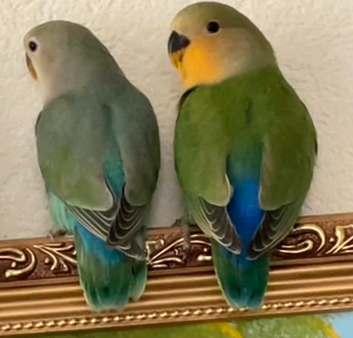 Hand Tamme Agapornis Dwergpapegaai Eventueel met kooi, Dieren en Toebehoren, Vogels | Parkieten en Papegaaien, Dwergpapegaai of Agapornis
