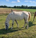Leuke 3 jarige Appaloosa merrie B pony, Merrie