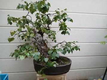 Berk bonsai. Flinke en oude yamadori uit de Ardennen!  beschikbaar voor biedingen