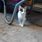 Mooi kitten vrouwtje, Dieren en Toebehoren, Poes, Kortharig, 0 tot 2 jaar