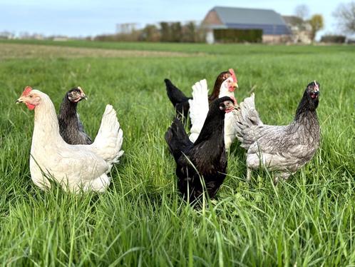 Jonge tamme groenleggers kippen te koop gesekst en ingeënt, Dieren en Toebehoren, Pluimvee, Kip, Vrouwelijk