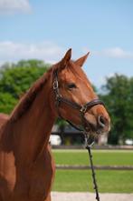 Lieve 4-jarige merrie, Dieren en Toebehoren, Paarden, Merrie, Zadelmak, 3 tot 6 jaar, 160 tot 165 cm