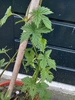 Hop-klimplant, Minder dan 100 cm, Overige soorten, Volle zon, Ophalen