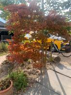 Japanse Esdoorn - Prachtige Herfstkleuren!, Tuin en Terras, Planten | Bomen, Bloeit niet, Halfschaduw, Overige soorten, 100 tot 250 cm