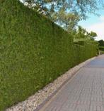 Conifeer Thuja Brabant, Tuin en Terras, Planten | Struiken en Hagen, Ophalen of Verzenden, Conifeer, 100 tot 250 cm