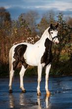 Apart getekende bonte KWPN dressuur ruin te koop!, Gechipt, Ruin, Dressuurpaard, 3 tot 6 jaar