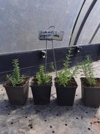 Zaharena (Sideritis angustifolia), Tuin en Terras, Planten | Tuinplanten, Ophalen, Volle zon, Vaste plant, Kruiden