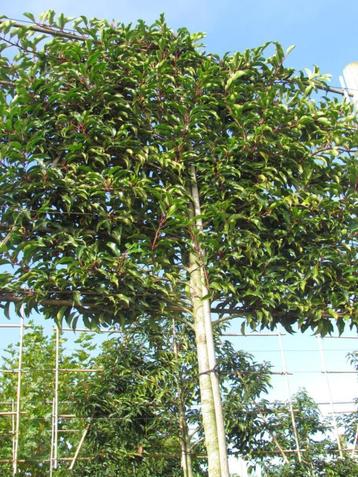 leibomen, groenblijvend, volwassen exemplaren, stam 18-20 cm beschikbaar voor biedingen