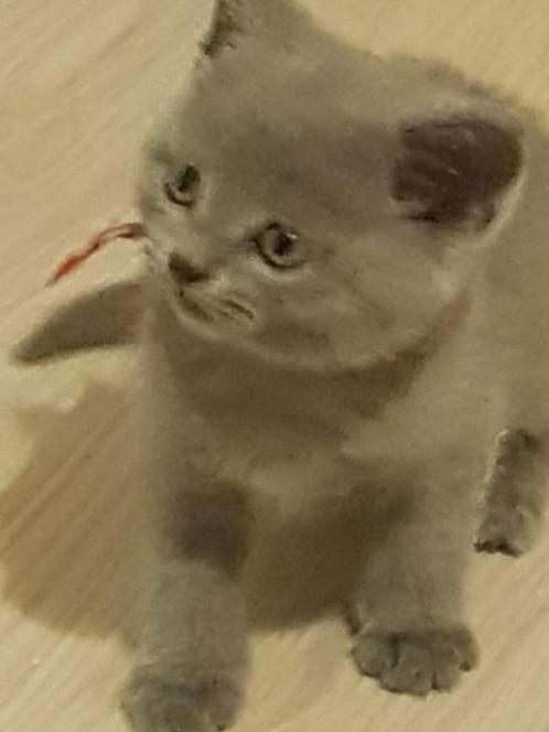 Katten  korthaar katten, Dieren en Toebehoren, Katten en Kittens | Raskatten | Langhaar