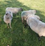 Drachtige schapen gedekt door Bonte Ram pony paard rustige, Dieren en Toebehoren, Schapen, Geiten en Varkens, Vrouwelijk, Schaap