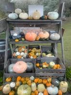 Pompoenen en kalebassen, Ophalen, Nieuw