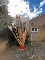 Pampa’s pluimen, Tuin en Terras, Ophalen of Verzenden, Overige soorten