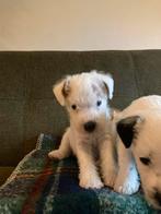 Parson Russell  Terrier pups, Dieren en Toebehoren, Overige rassen, CDV (hondenziekte), 8 tot 15 weken, Meerdere