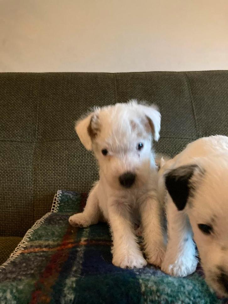Parson Russell  Terrier pups, Dieren en Toebehoren, Honden | Jack Russells en Terriërs, Meerdere dieren, Overige rassen, Particulier