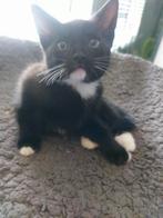 Te koop 9 wk oude kittens