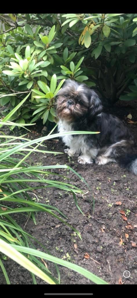 Maatje gezocht voor hond, Dieren en Toebehoren, Honden | Chihuahua's en Gezelschapshonden, Reu, Overige rassen, Particulier, Eén hond