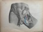 Antieke print Maclise anatomie 1870 bloedvaten lies penis 31, Antiek en Kunst, Ophalen of Verzenden