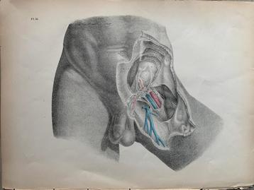 Antieke print Maclise anatomie 1870 bloedvaten lies penis 31