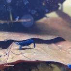 ☑️Diverse hobbykweek Neocaridina-garnalen Verzenden/afhalen, Kreeft, Krab of Garnaal, Zoetwatervis, Schoolvis