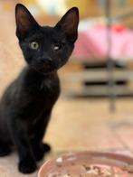 Twee prachtige kittens, Kater