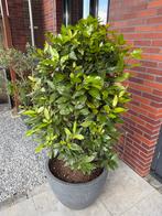 Laurier kuipplant, Ophalen, Laurier, 100 tot 250 cm