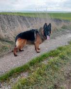 langharige Duitse herder, 2,5 jaar oud, Dieren en Toebehoren, Honden | Herdershonden en Veedrijvers, Buitenland, 1 tot 2 jaar