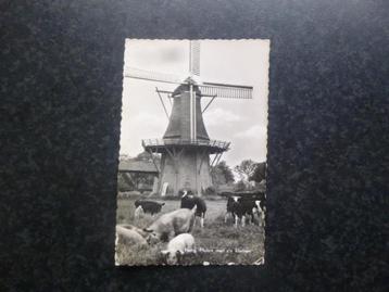 NORG Molen met Vee  1962                  F beschikbaar voor biedingen