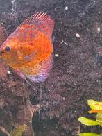 Discus vis, Dieren en Toebehoren, Vis