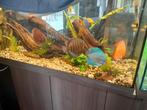Complete Dubbele Juwel Rio 180 aquaria, Dieren en Toebehoren, Vissen | Aquaria en Toebehoren, Ophalen, Zo goed als nieuw, Leeg aquarium