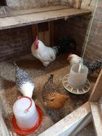 Trio grote Groningen meeuwen zilverpel plus goudpel hen, Dieren en Toebehoren, Pluimvee, Meerdere dieren, Overige soorten