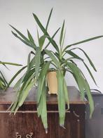 Plant met stekjes, Huis en Inrichting, Kamerplanten, Ophalen, Halfschaduw, Minder dan 100 cm