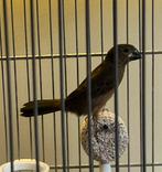 Twatwa pop 2025 geringd, Dieren en Toebehoren, Ophalen of Verzenden, Nieuw, Hout, Vogelkooi