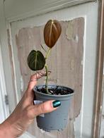 Philodendron Melanochrysum - Zeldzame Klimplant, Ophalen of Verzenden