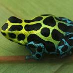 Ranitomeya variabilis 'Southern', Dieren en Toebehoren, Amfibie, 0 tot 2 jaar