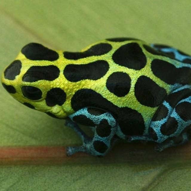 Ranitomeya variabilis 'Southern', Dieren en Toebehoren, Reptielen en Amfibieën, Amfibie, 0 tot 2 jaar