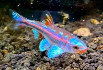 Rainbow shiners (elritsen) goudvissen koi karpers zeelt vis beschikbaar voor biedingen
