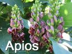 Apios Americana - indianenaardappel - vaste klimplant, Zomer, Vaste plant, Klimplanten, Ophalen