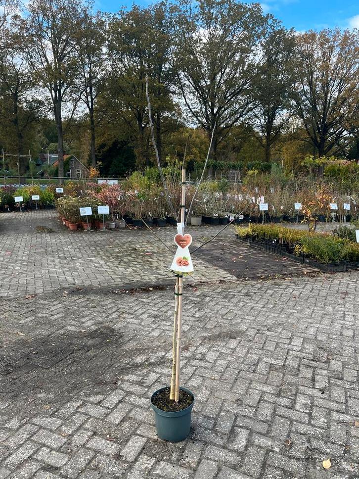 Juglans regia 'Buccaneer' - Walnootboom, Tuin en Terras, Planten | Bomen, Overige soorten, 100 tot 250 cm, Volle zon, Lente, In pot