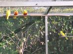 Te koop Turquoisine parkieten, Dieren en Toebehoren, Vogels | Parkieten en Papegaaien, Meerdere dieren, Parkiet