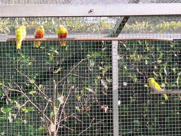 Te koop Turquoisine parkieten, Dieren en Toebehoren, Vogels | Parkieten en Papegaaien, Parkiet, Meerdere dieren