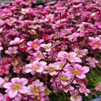 Veel verschillende vaste tuinplanten op voorraad, Volle zon, Vaste plant, Zomer, Ophalen