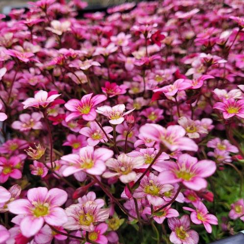 Veel verschillende vaste tuinplanten op voorraad, Tuin en Terras, Planten | Tuinplanten, Vaste plant, Overige soorten, Volle zon